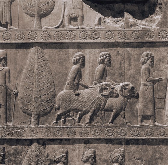 A detail of the reliefs on the stairways leading to the audience hall of Darius and Xerxes