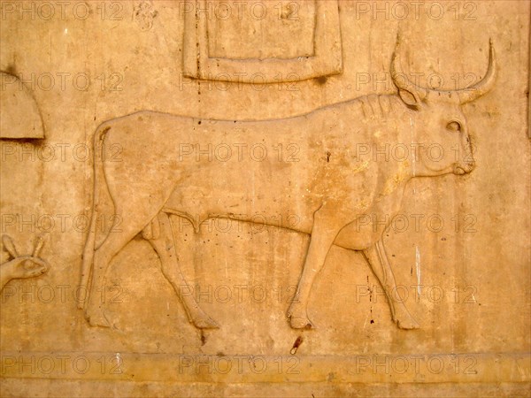 Hieroglyph of a sacred bull from a temple inscription
