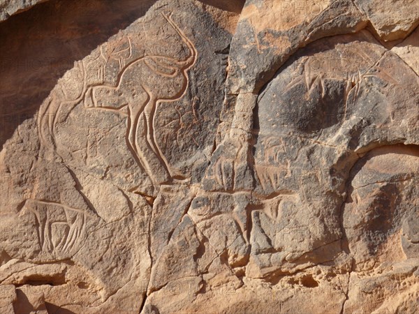 At the beginning of the Holocene the hunter gatherers of the Sahara experienced very different enviromental conditions
