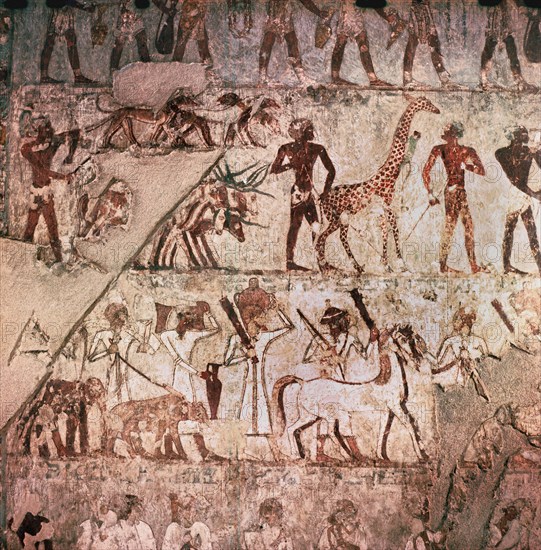 A detail of a wall painting in the tomb of Rekhmire showing Nubians bringing a giraffe and long horned cattle as tribute