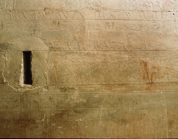 Relief from the tomb of Ty showing the inspection of cattle and fowl, including cranes