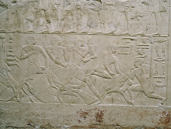 A scene in relief in the tomb of the vizier Mereruka showing men slaughtering an ox