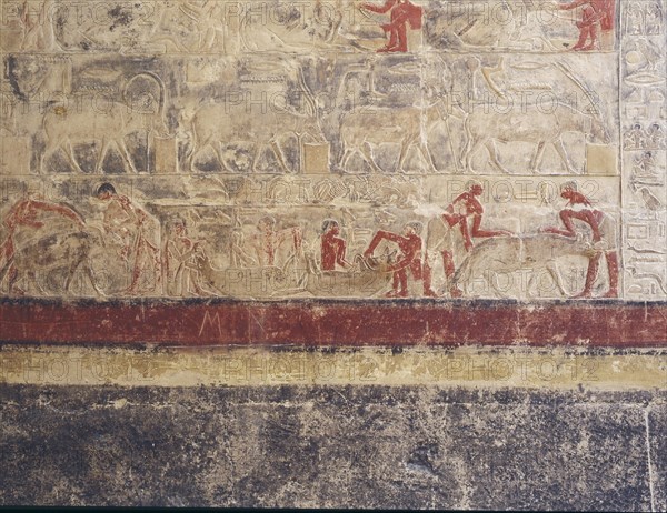 A scene in relief in the tomb of Mereruka