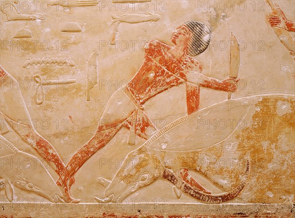 A relief in the tomb of Princess Sesh seshet Idut at Saqqara depicting the quartering of oxen