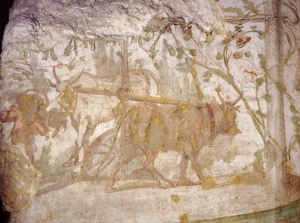 Painting from the Wardian tomb, depicting a saqia ( sakkiyeh ) or water wheel driven by two oxen