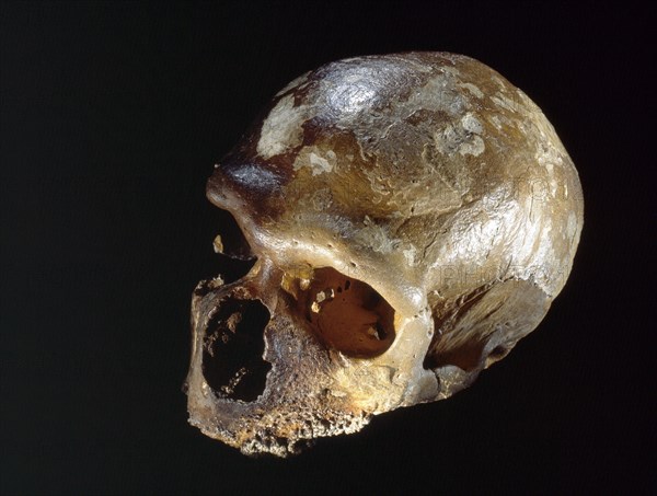 Neanderthal skull