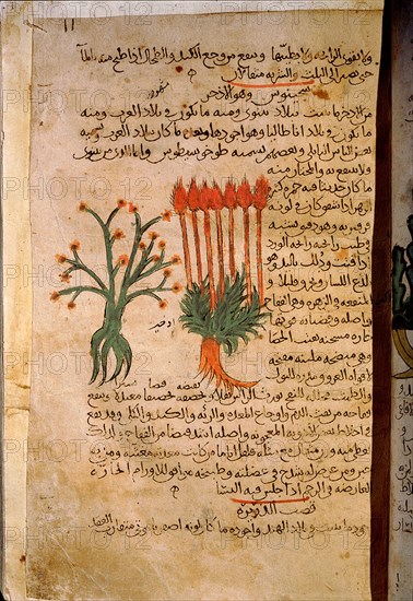 Folio 11r of the Arabic version of Dioscorides De Materia Medica