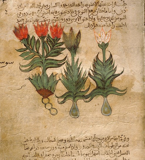Folio 4r of the Arabic version of Dioscorides De Materia Medica