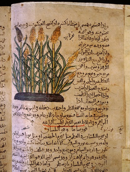 Folio 11v of the Arabic version of Dioscorides De Materia Medica