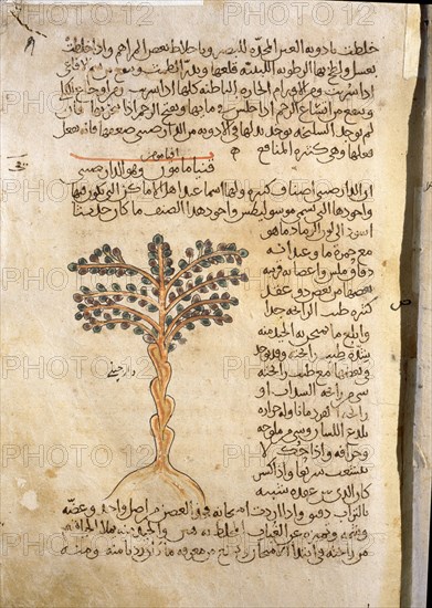 Folio 9r of the Arabic version of Dioscorides De Materia Medica