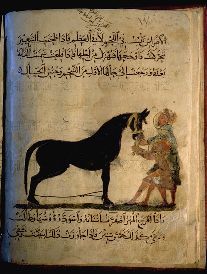 Illustration from Nihayat al Sul, a Mamluk manual on horsemanship