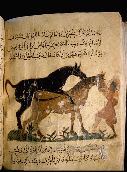 Illustration from Nihayat al Sul, a Mamluk manual on horsemanship