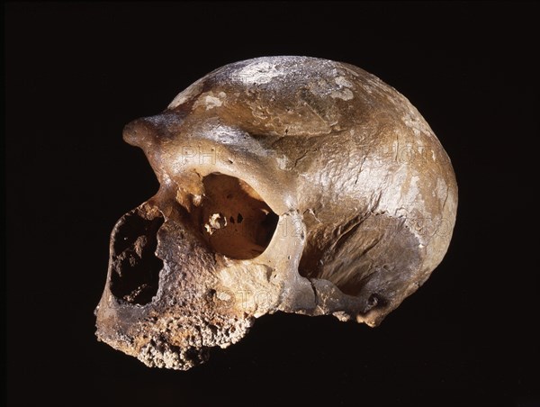 Neanderthal skull