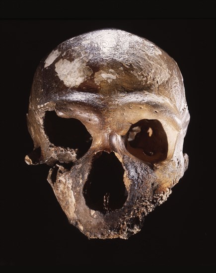 Neanderthal skull