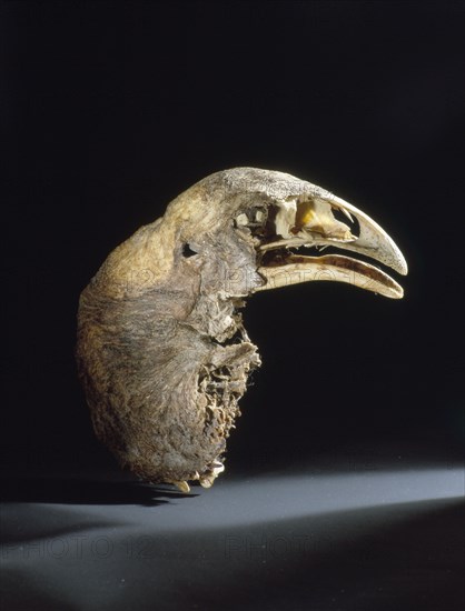 The skull and neck of a moa, mummified in the dry atmosphere of a central Otago cave