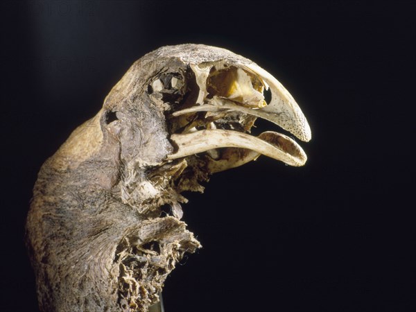 The skull and neck of a moa, mummified in the dry atmosphere of a central Otago cave