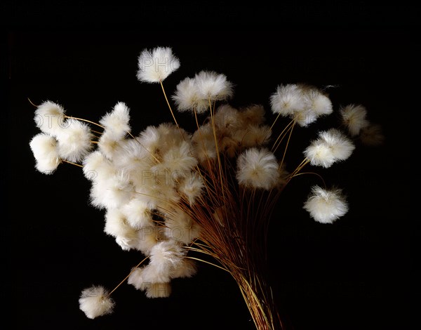 Arctic cotton, a plant common in tundra regions over much of the far north