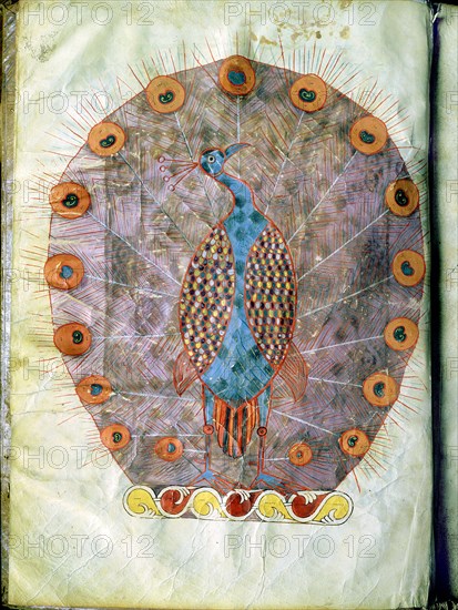 A detail of a page decoration from a Mozarabic manuscript, Biblia Hispalense, in the form of a peacock with raised tail feathers