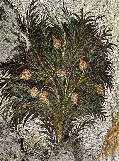 A detail of a floor mosaic depicting a fruit tree from the Great Palace of the Emperors, Istanbul