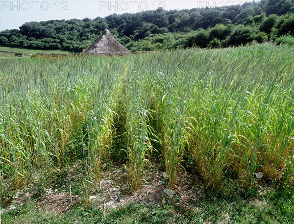 The experimental farm of Little Butser in Hampshire