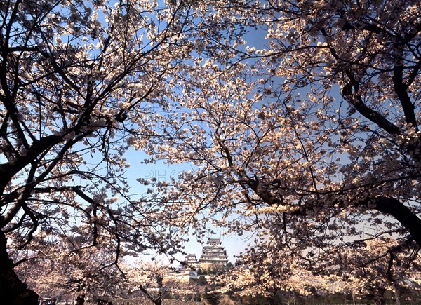 Himeji Castle seen through blossom