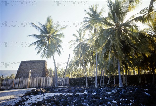 Palm groves around a Marae, temple site, near Hanaunau on the west coast of Hawaii