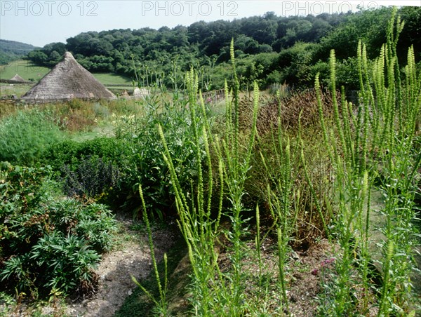 The experimental farm of Little Butser in Hampshire