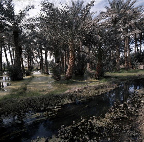 View of Fayum Oasis
