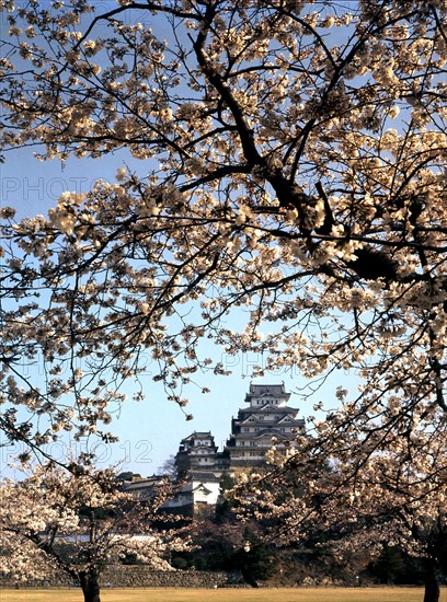 Himeji Castle seen through blossom