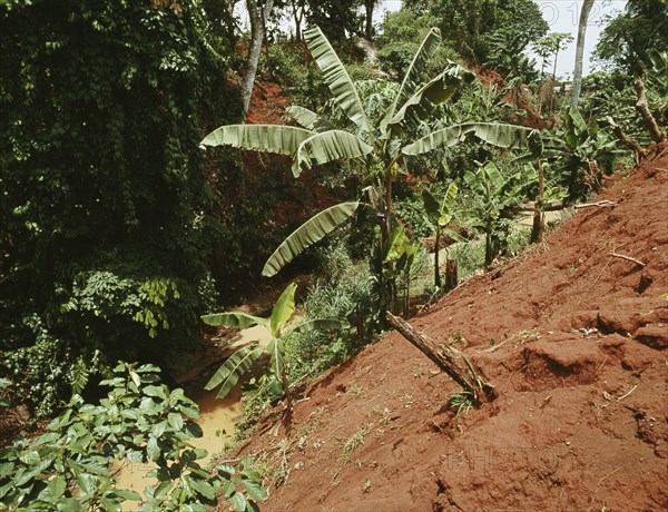 The overgrown fortifications of the ancient city of Benin, believed to be the world's largest system of earthwork defences