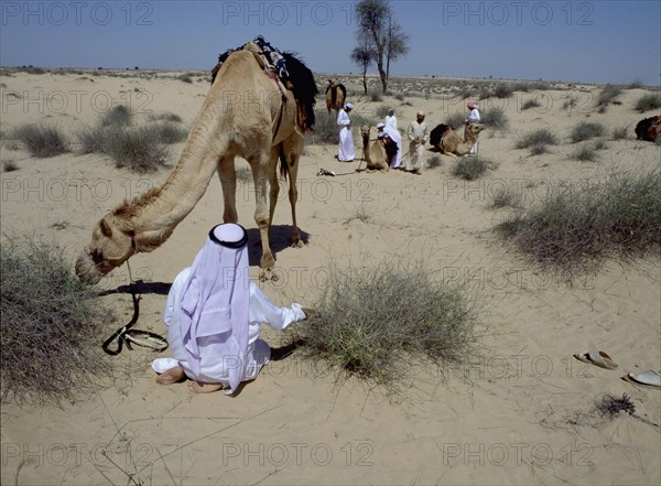 A party of Bedouin tending their camels in the desert