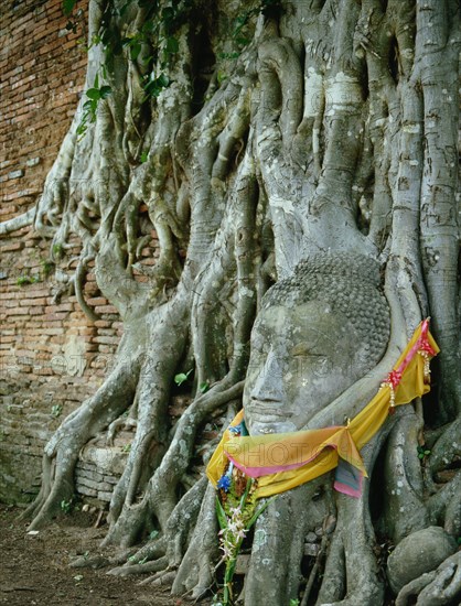 A head of Buddha propped at the foot of a tree has been entwined by the tree's roots carrying the Buddha upwards as it grows