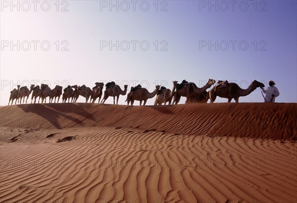 Camel train crossing sand dunes in the desert