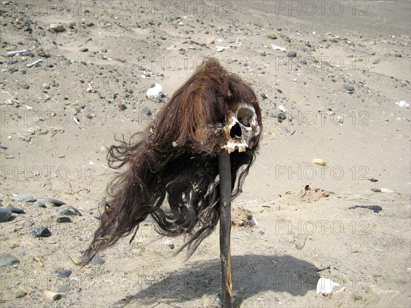 Pre-Columbian skull with the hair still attached