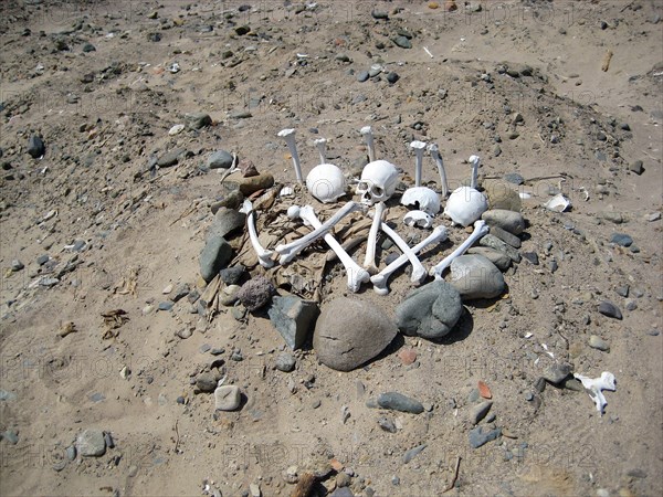 Four skulls and associated long-bones from a looted cemetery