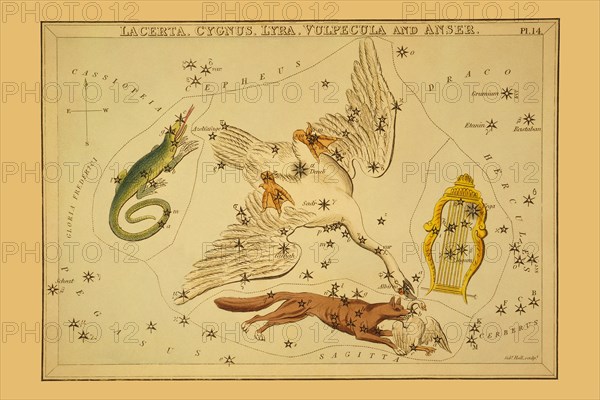 Lacerta, Cygnus, Lyra, Vulpecula and Anser 1825