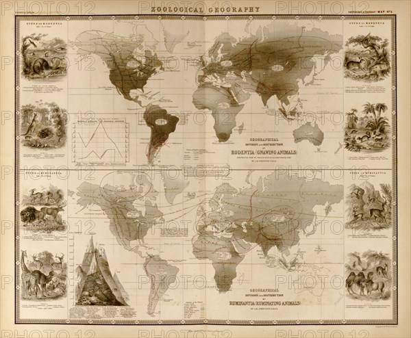 Zoological Geography; Ruminants 1848