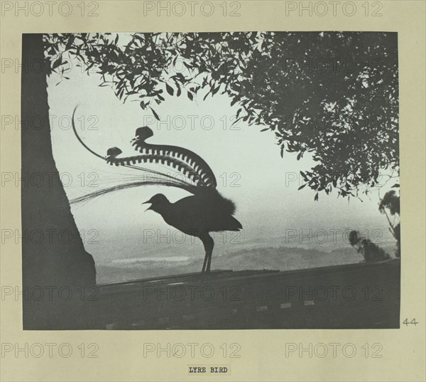 Lyre bird