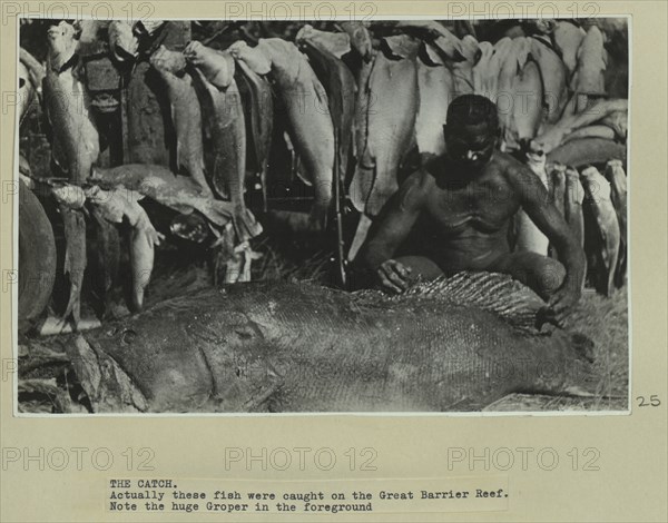 Fish caught on the Great Barrier Reef