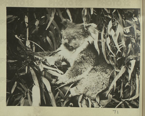 Koala bear