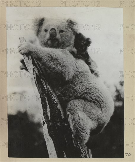 Koala bear with her cub