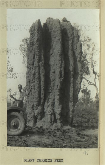 Termite nest