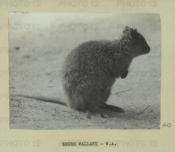 Brush wallaby, Western Australia