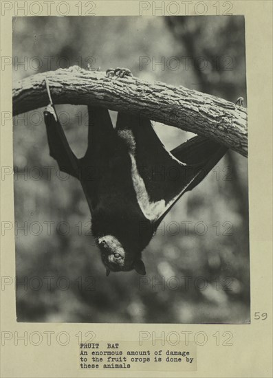 Fruit bat