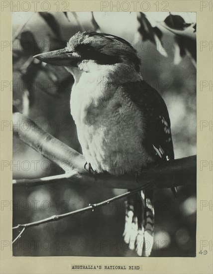 Kookaburra
