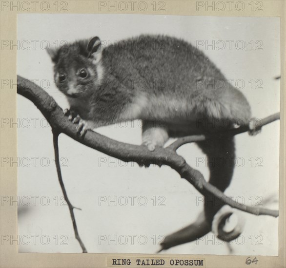 Ring tailed opossum