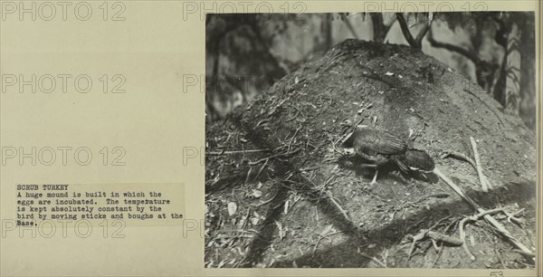 Mound of the scrub turkey