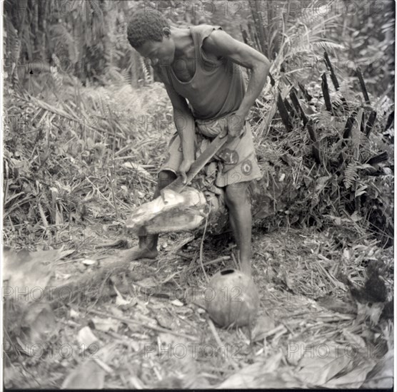 Dickson tapping palm