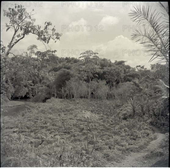 General view of Joseph Tambe's farm