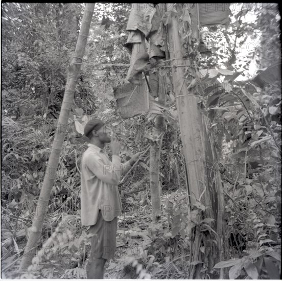 Johnson speaking to [njs?] before putting it on plantain